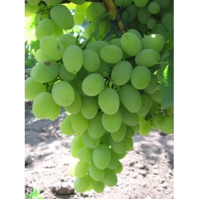 Ripe green grape clusters on a vineyard - BAKLANOVSKIY