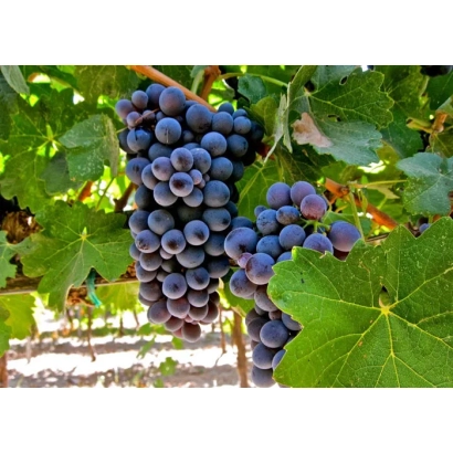 Созревающие грозди винограда сорта Барбера на лозе