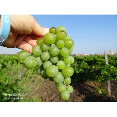 Свежий зеленый виноград на лозе в винограднике - Бархатный