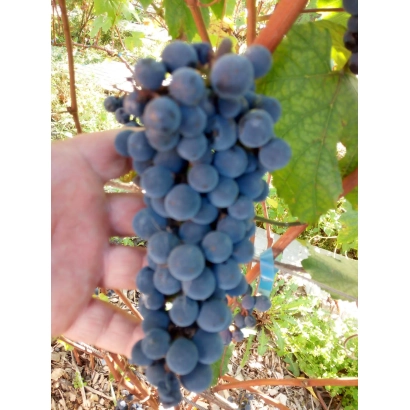 Виноград сорта Башкирский на ладони