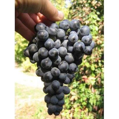 Созревшая гроздь винограда сорта БАСТАРДО на фоне зелени