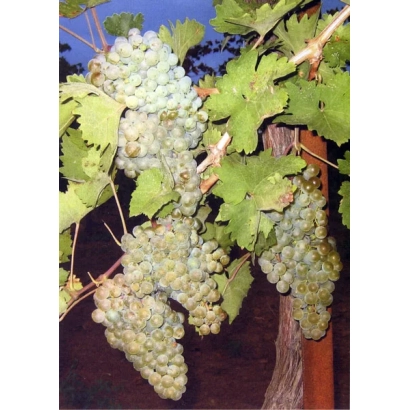 Курки винограду на лозі - БЕЙСУҐ