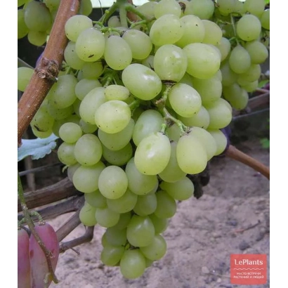 Созревший виноград сорта Белый Ранний на лозе
