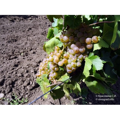 Созревающий виноград на лозе - БИЯС АЙБАТЛЫ