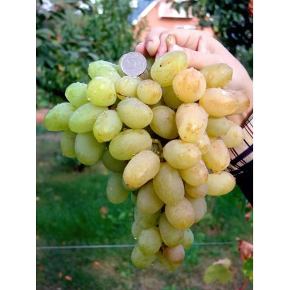 Виноград Боготяновский на винограднике