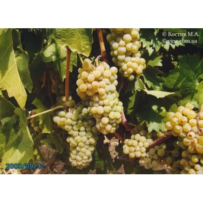 Ripening bunches of white grapes on the vine - Bukovinka