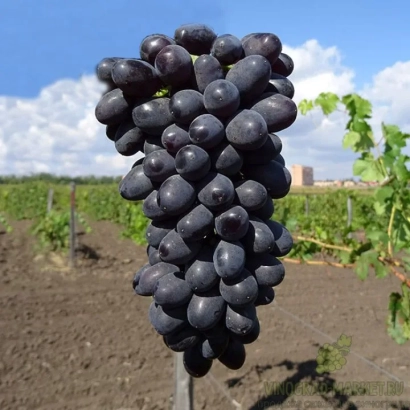 Созревшая гроздь черного винограда на лозе в винограднике - ЧЕРНЫЙ КРЫМСКИЙ