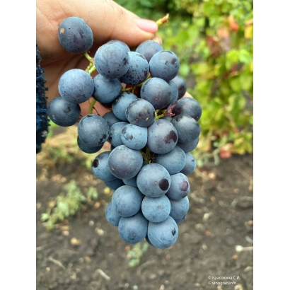 Juicy bunch of Black Pearl grape against vineyard background