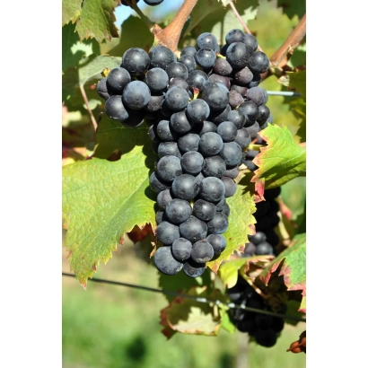 Крупный план грозди тёмного винограда на лозе - Цимлянський Чорний