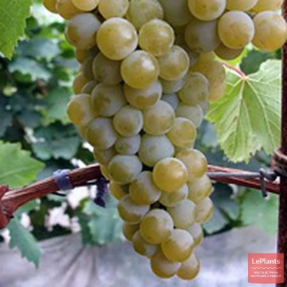 Созревший виноград сорта Цитрон Цюрупинский на лозе