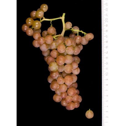 Виноград сорта Черсеги фюсереш на черном фоне