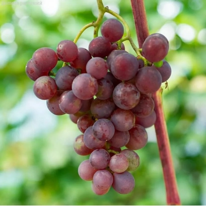 Вигнап сорт Десертний на лозі