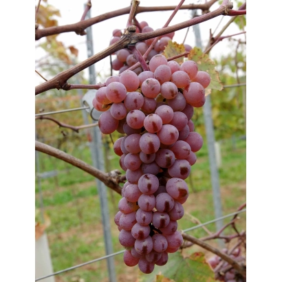 Ripe Dnistrovsky Rose grape cluster on vine