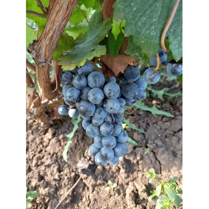 Созревающий виноград на лозе - Достойный