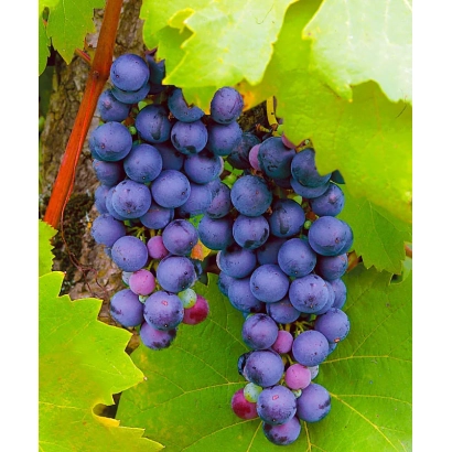 Созревший виноград Фиолетовый Ранний на лозе