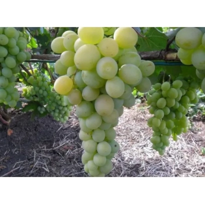 Созревающие грозди белого винограда на лозе - ФРУМОАСА АЛБЭ