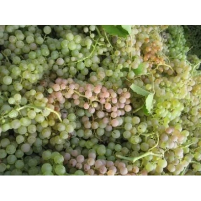 Созревающий виноград сорта ГАРГАНЕГА ТАМАНСКАЯ на лозе