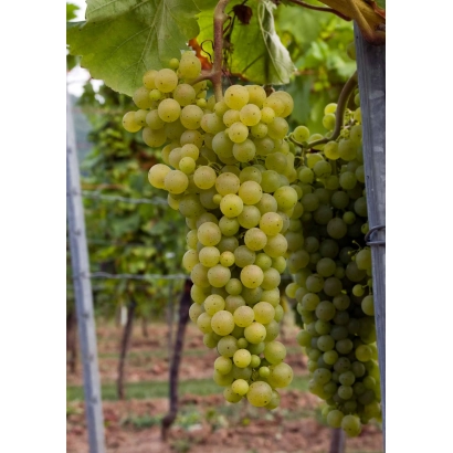 Виноград на винограднику - Гарс Левелю