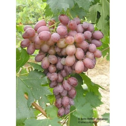 Кисть винограда на лозе - Геркулес