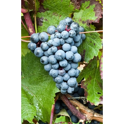 Кістя виноград Голубок на гілці з листям