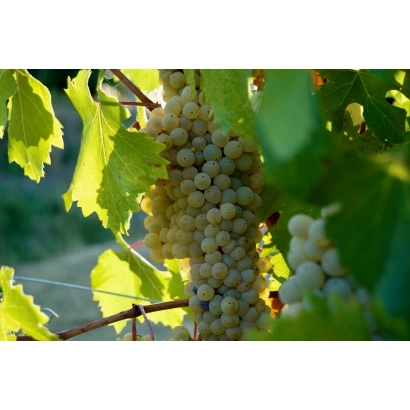 Grapes on vine - GRECETTO