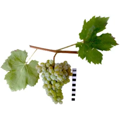 Грушевский Белый — гроздь белого винограда на ветке