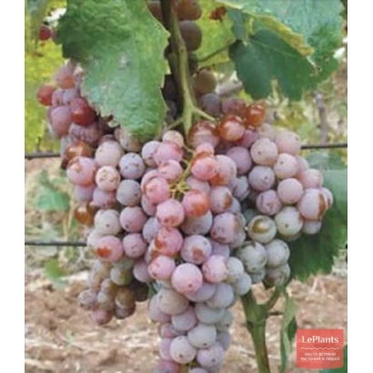 Вигна Гюлябі Урожайний у стадії дозрівання на лозі