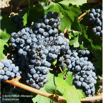 Созревающие грозди винограда сорта ГВИЯНЕ на лозе