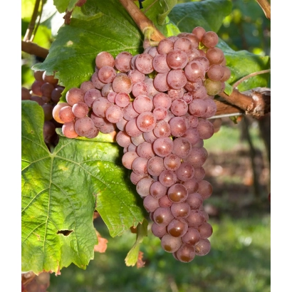 Созревающий виноград на лозе - ХАЧАДОР