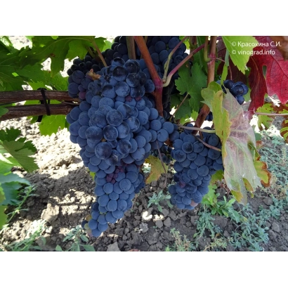 Созревающий виноград сорта Хиндогны на лозе