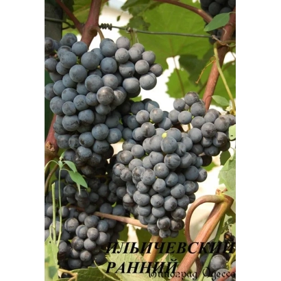 Созревший виноград сорта Ильичевский ранний на лозе
