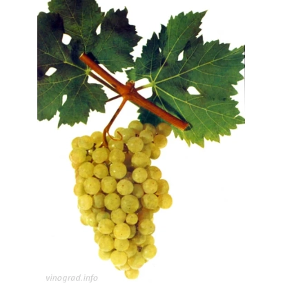 Ripe Irsai Oliver grape cluster on a vine with leaves