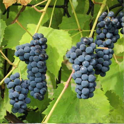 Созревшие грозди винограда Изабелла на лозе