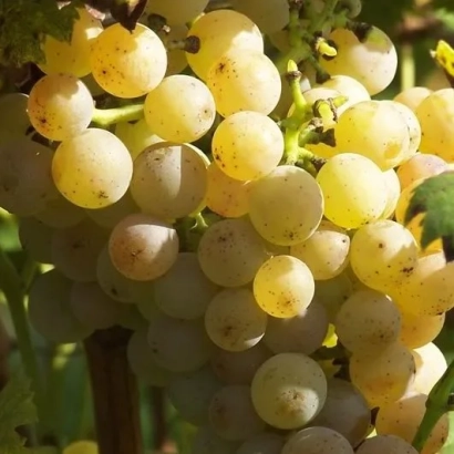 Ripe Iskorka grape variety on the vine