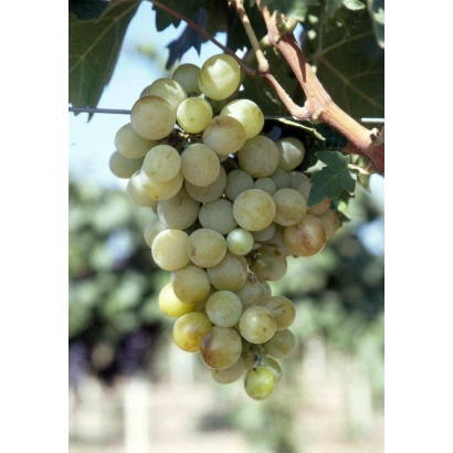 Созревающий виноград на лозе - Италия