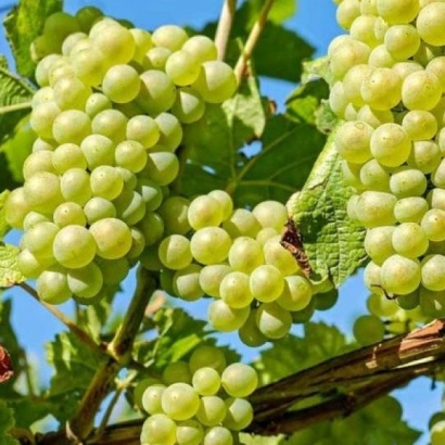 Созревающие грозди белого винограда на лозе под голубым небом - Изумруд