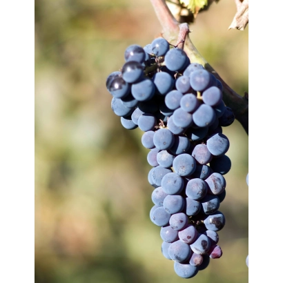 Созревший виноград сорта Каберне Северный на лозе