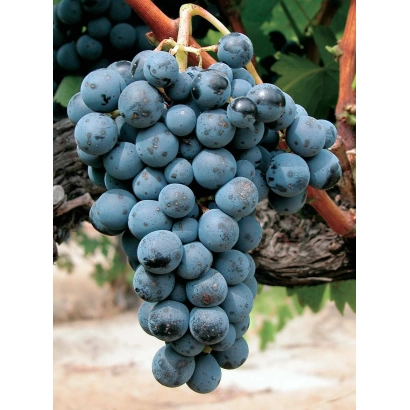 Вигнаг сорт КАЛАДОК на лозі