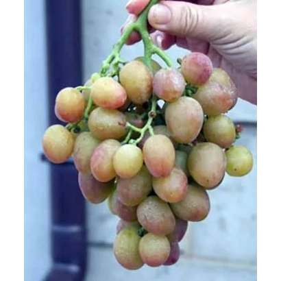 Виноград сорту Капітан Яні Кара, тримається в руці