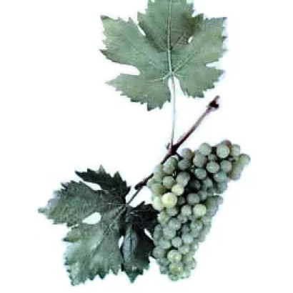 Сорт винограда Капсельский белый на ветке с листьями