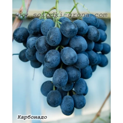 Созревший виноград сорта Карбонадо на ветке