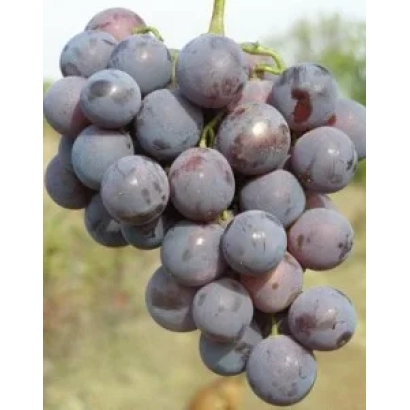 Созревший виноград сорта Кардинал Анапский на лозе