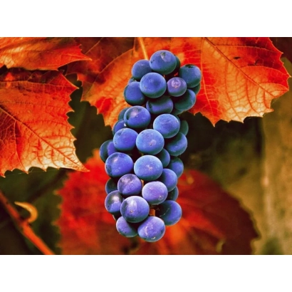 Созревшая гроздь винограда карменер на фоне красных листьев