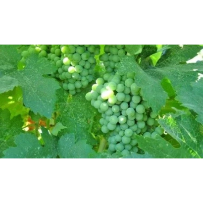 Ripe grapes on vine - KASPAREVSKY