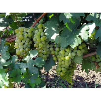 Созревший виноград сорта Кавказский ранний на лозе