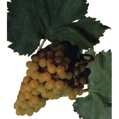 Ripe Kyivskiy Zolotisty grape cluster on vine