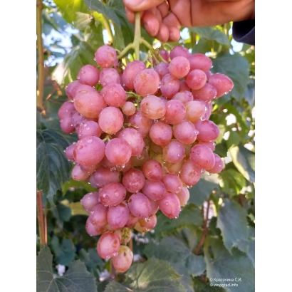 Созревший виноград сорта Кишмиш Лучистый на лозе