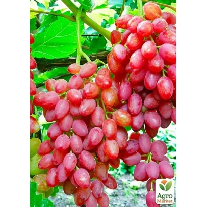 Кисти винограда Кишмиш таировский на ветке - Кишмиш таировський