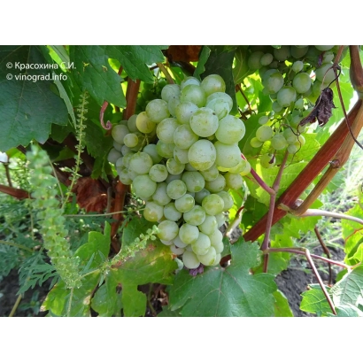 Созревающий виноград на лозе - КОК ХАБАХ