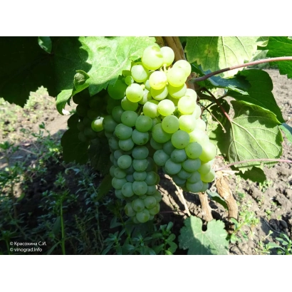 Созревающий виноград на лозе - КОКУРДЕС БЕЛЫЙ